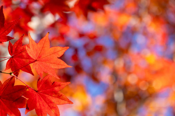 istock Close-up of beautiful autumn maple leaves 1831978661