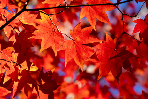 istock Close-up of beautiful autumn maple leaves 1831979695
