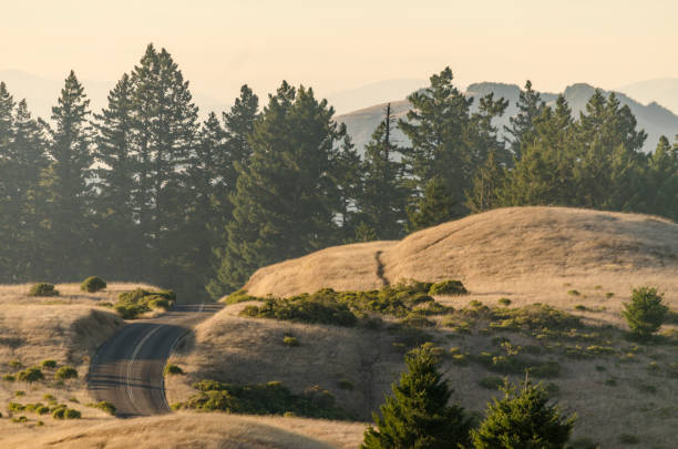 istock Rolling Hills and rolling roads on top of Mount Tam 1831985768