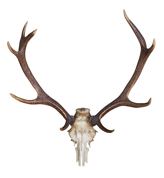 istock antlers of a huge stag 183199126