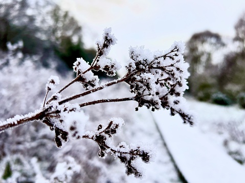 Red hawthorn berries are covered with hoarfrost. Winter Garden. Simple blue background and copy space. Selective focus.