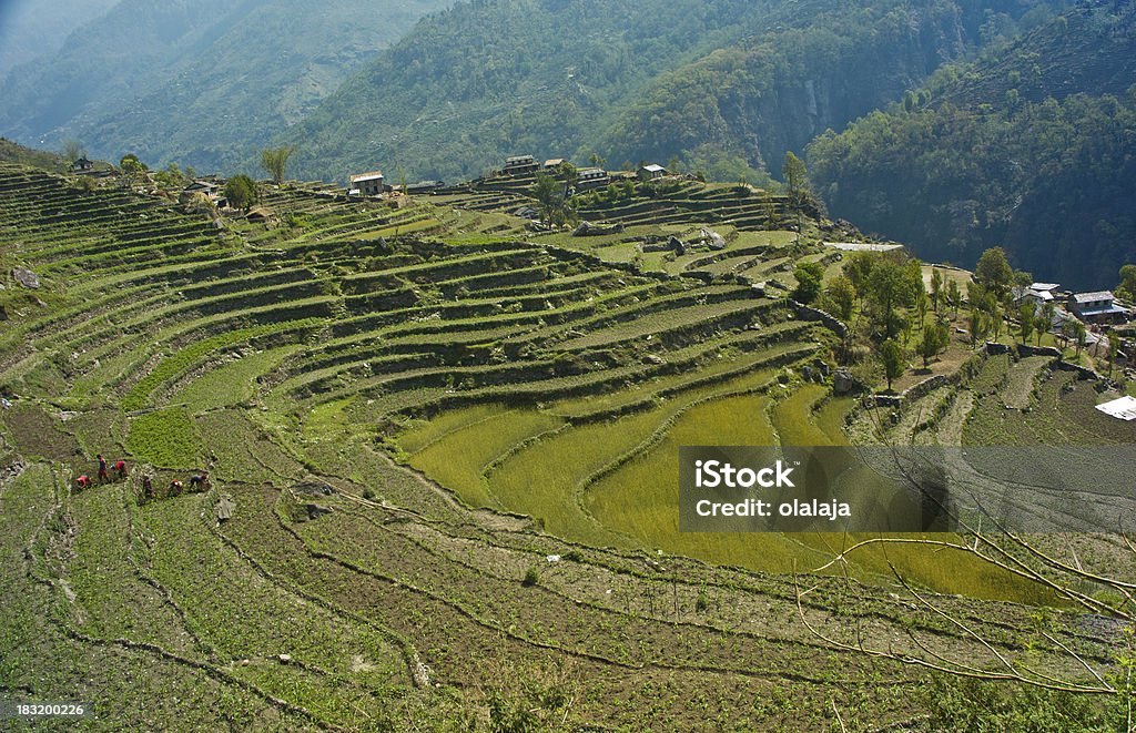 녹색 테라스식 rice-필드를 안나푸르나 트레�킹 도로번호 - 로열티 프리 0명 스톡 사진