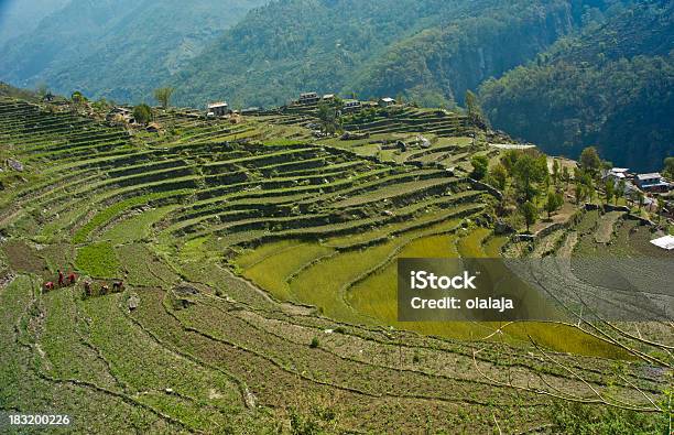 Green Tarasowym Ricepola W Annapurna Trekking Trasy - zdjęcia stockowe i więcej obrazów Aranżacja