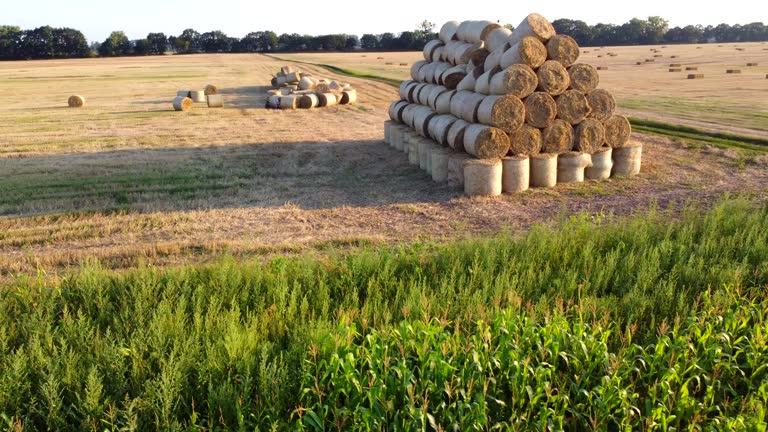 Many twisted dry wheat straw in roll bales on field during sunset sunrise. Large bales of straw after harvest twisted into rolls on field. Rural sunny landscape, countryside scenery. Red sun glare