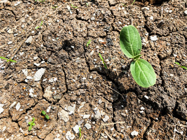 istock Green plant on barren land 1832034113