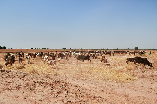 White Brahman cattle on a rural African free-range farm