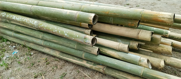 The pile of bamboo sticks is young, taken at close range