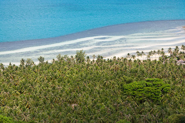 istock Coconut palm grove on the beach, top view 183206403
