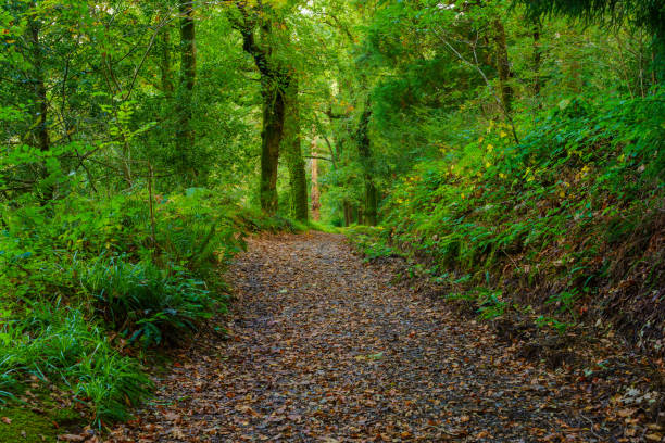 istock Forest footpath, in Snowdonia National Park 1832065421