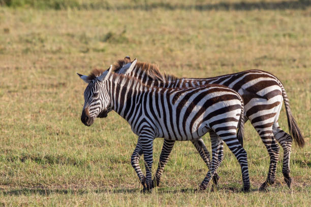 istock Zebras walking on the savannah in Africa 1832065959