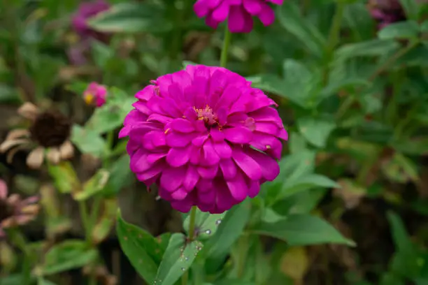 Photo of Close-up shot of the pink blooming Zinnia flowers.