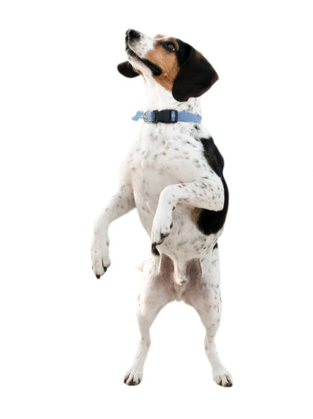 istock Hunt dog on his two feet isolated on white. 1832094187