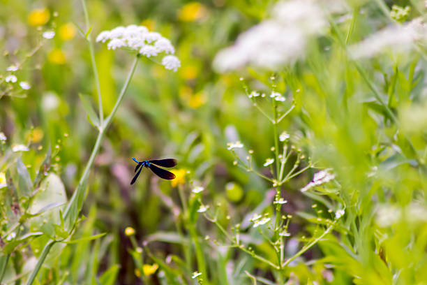 istock The Banded Demoiselle (Calopteryx splendens) 183211941