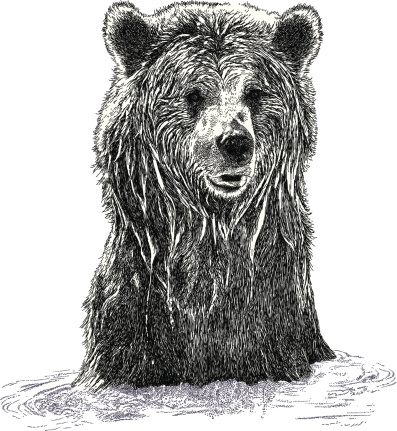 Bear vector illustration. Additional EPS file contains the same image with lines in stroke form, allowing you to convert to a brush of your choosing. Colors are layered and grouped separately. Easily editable.