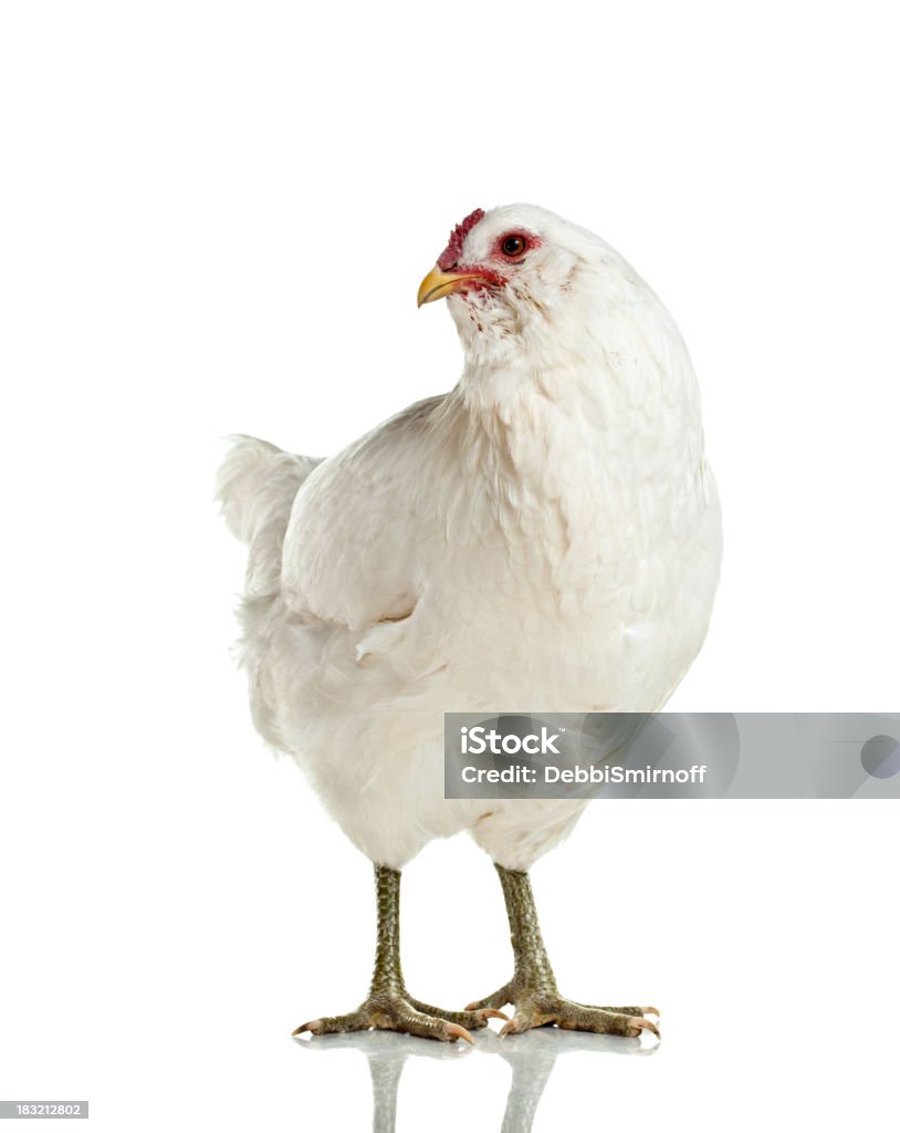 Gallina de Araucana Aislado en blanco - Foto de stock de Animal libre de derechos