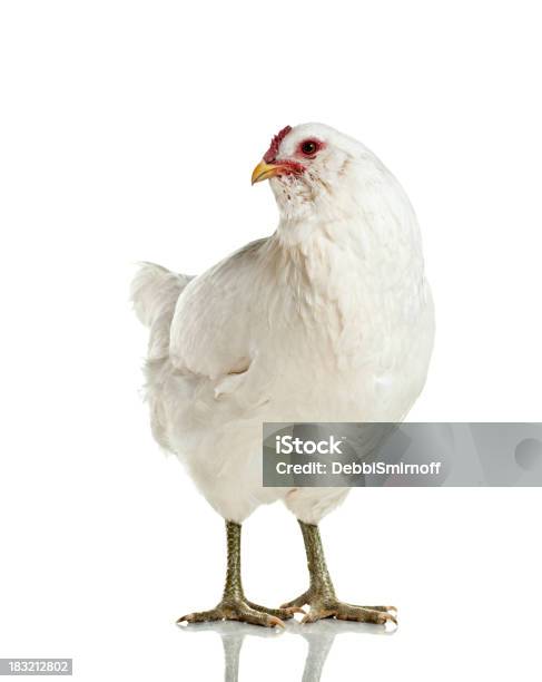 Gallina De Araucana Aislado En Blanco Foto de stock y más banco de imágenes de Animal - Animal, Ave de corral, Blanco - Color