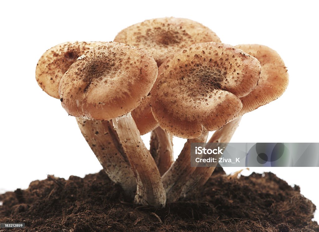 Edible mushrooms Bunch of edible mushrooms isolated on white Autumn Stock Photo