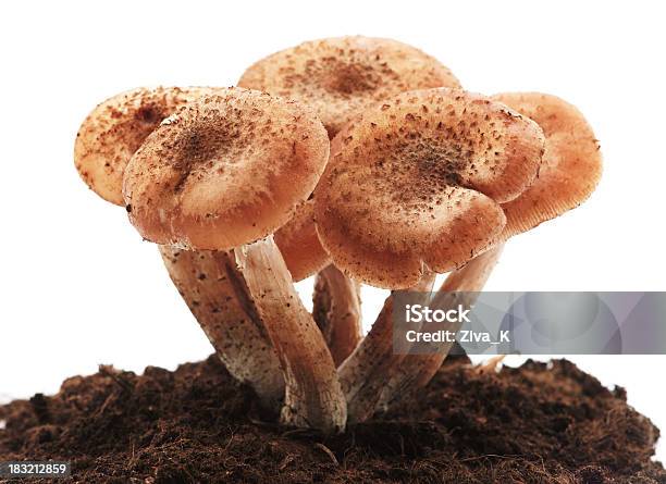 Edible Mushrooms Stock Photo - Download Image Now - Autumn, Brown, Close-up