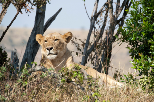 Lioness in the Serengeti Tanzania