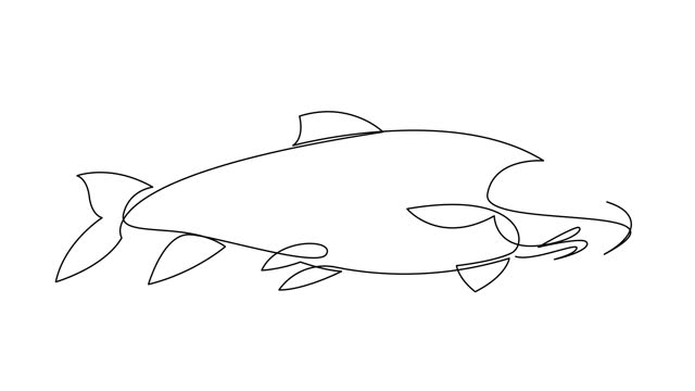 Self drawing simple animation of carp fish made with continuous one line.