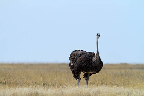 istock Male Common Ostrichs, Etosha National Park, Namibia 183214133