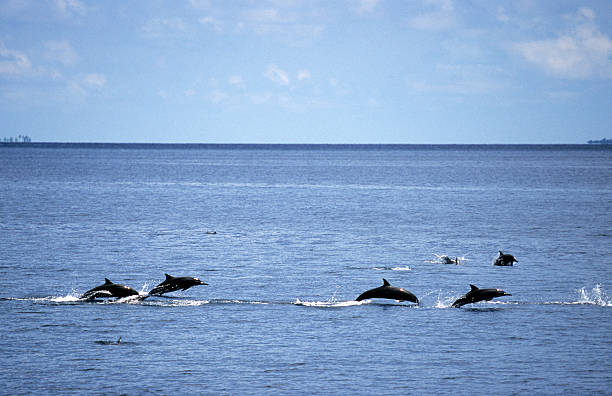 の環礁、モルディブ、インド南部の海でイルカリーフ通過します。 - dolphin porpoise mammal sea ストックフォトと画像