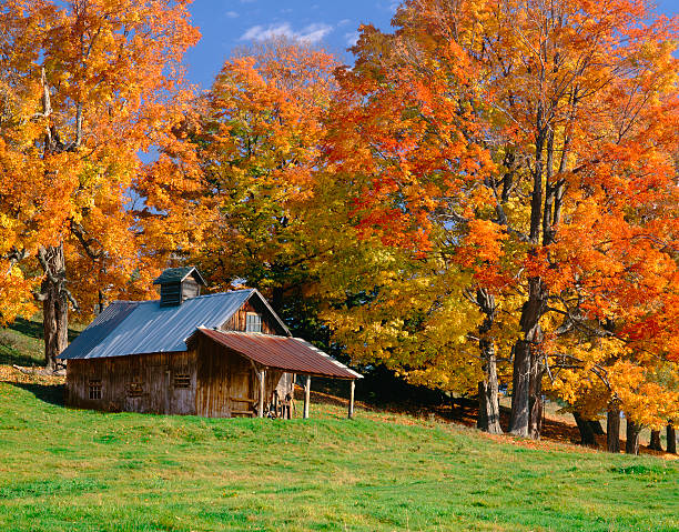 outono em vermont - leaf tree maple leaf green - fotografias e filmes do acervo