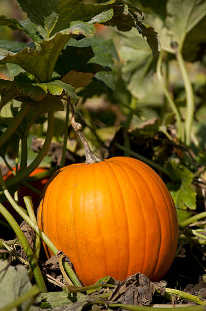 istock Pumpkin of the Patch 183214425