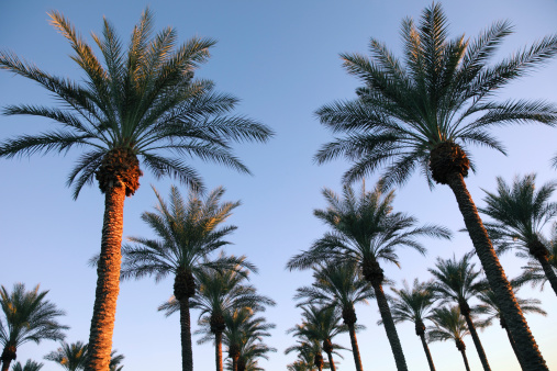 This is a photo of palm trees taken early in the morning.Click on the links below to view lightboxes.