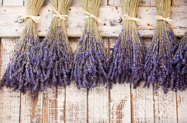 프로방스 말린 클린싱 - lavender dried plant lavender coloured bunch 뉴스 사진 이미지
