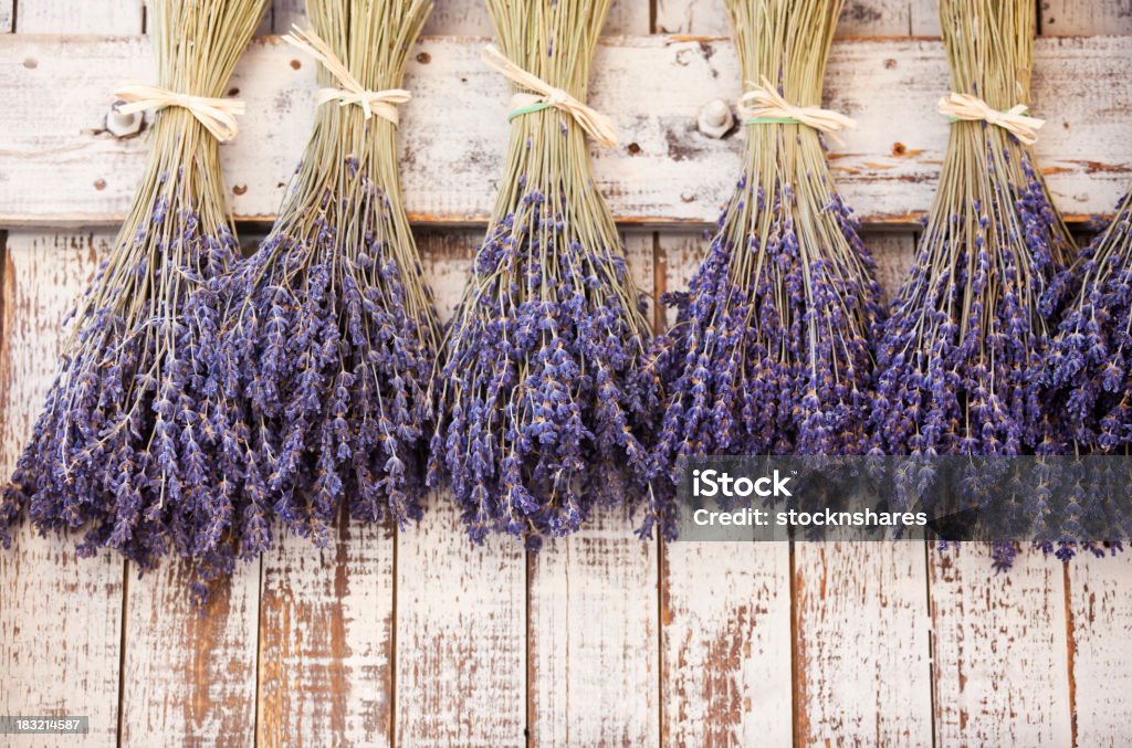 Provence suszone z lawendowym korkiem - Zbiór zdjęć royalty-free (Lawenda - roślina)