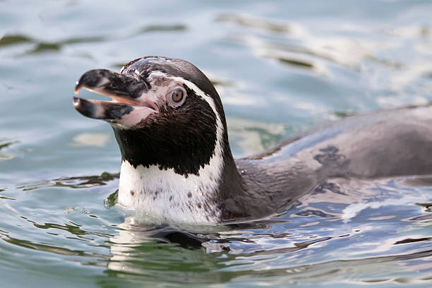 istock Penguin Swimming, Close-up (XL) 183214718