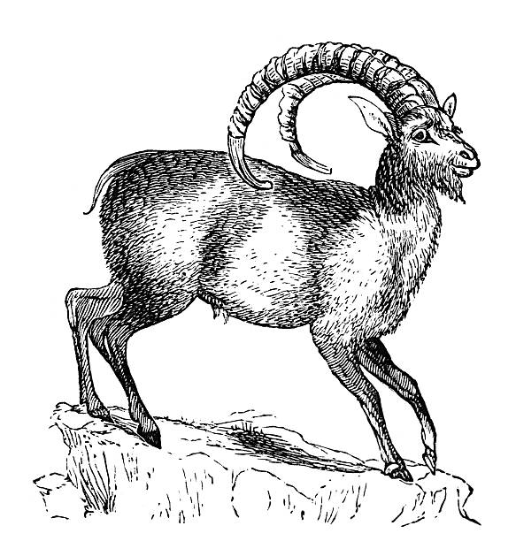 19th century engraving of an ibex photographed from a book titled the 'National Encyclopedia', published in London in 1881. Copyright has expired on this artwork. Digitally restored. ibex stock illustrations