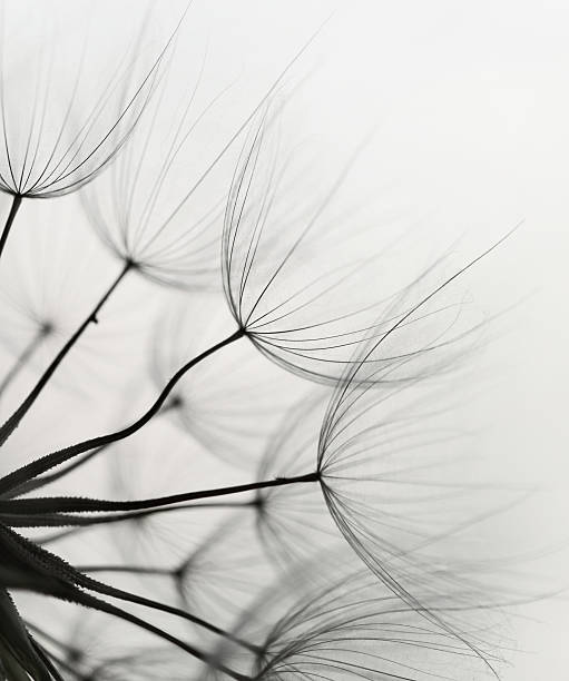 Dandelion seed Dandelion seed pappus stock pictures, royalty-free photos & images