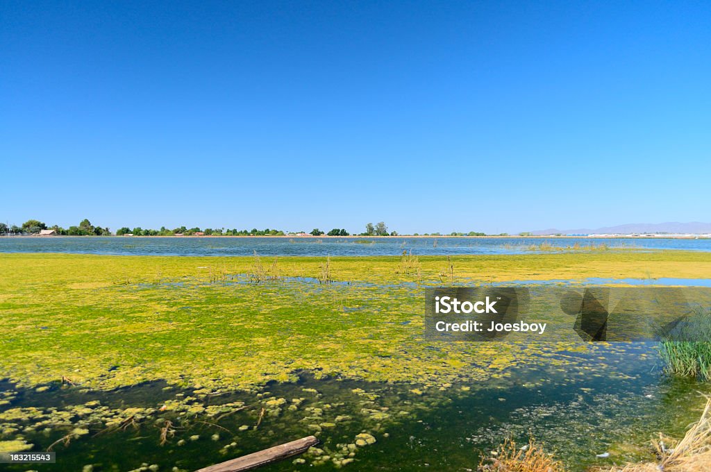 Glendale, Arizona, tratamento de água e resíduos Pond - Foto de stock de Bloom Algal royalty-free