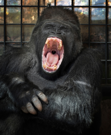 Gorilla in a dark cage.