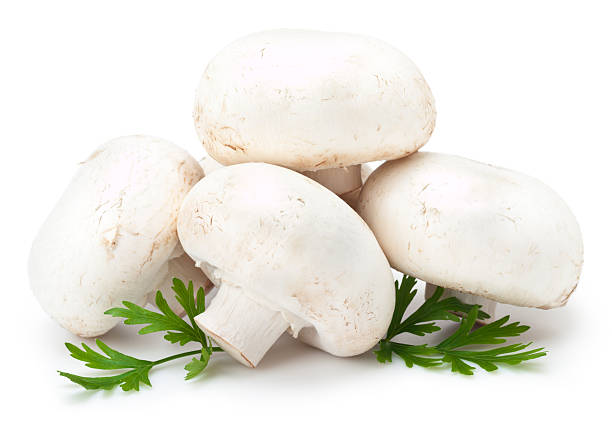 funghi bianco - edible mushroom white mushroom isolated white foto e immagini stock