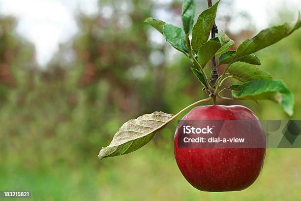 Foto de Apple Em Orchard e mais fotos de stock de Agricultura - Agricultura, Colheita, Colher - Atividade agrícola