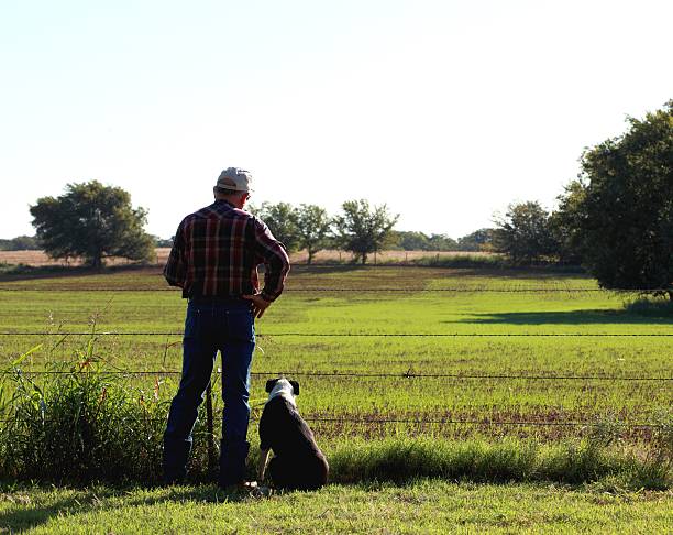 Farmer or rancher and his dog(a short haired border collie) looking at a newly sprouted wheat field. Early morning sun gives the wheat a bright glow. Horizontal Image would be good for agriculture use.