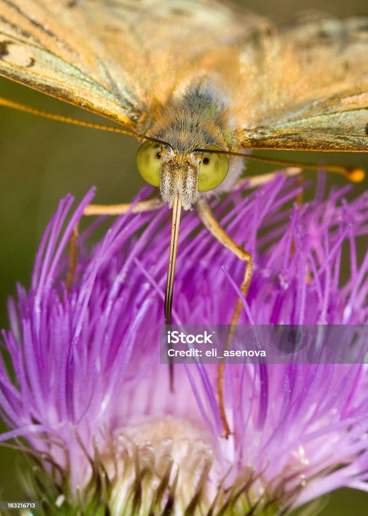 Borboleta - Royalty-free Ampliação Foto de stock