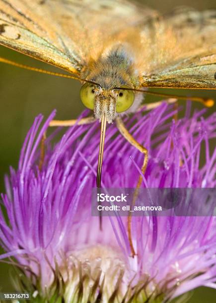 Borboleta - Fotografias de stock e mais imagens de Ampliação - Ampliação, Animal, Animal selvagem