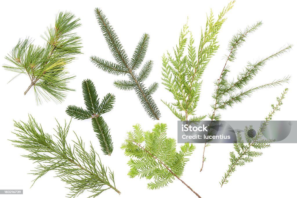 Variety of conifer leaves isolated on white "Eight small samples showing a wide range of conifer species. Clockwise from top left: pine (Pinus armandii), sitka spruce (Picea sitchensis), cypress (Chamaecyparis lawsonians cultivar), larch (Larix decidua), hemlock (Tsuga heterophylla), Dawn redwood (Metasequoia glyptostroboides), fir (Abies georgei), sierra redwood (Sequoia giganteum)." Fir Tree Stock Photo