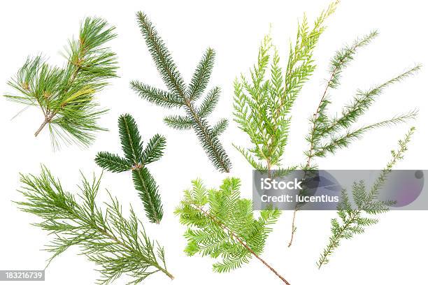 Variety Of Conifer Leaves Isolated On White Stock Photo - Download Image Now - Fir Tree, Needle - Plant Part, Branch - Plant Part