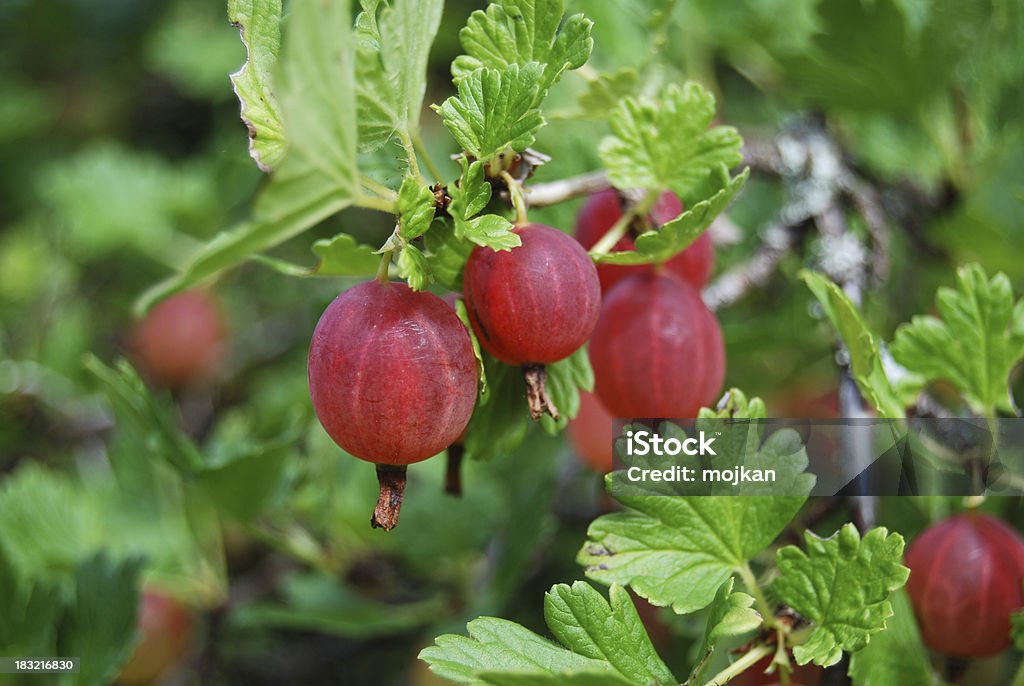 Gooseberries - Lizenzfrei Stachelbeere Stock-Foto