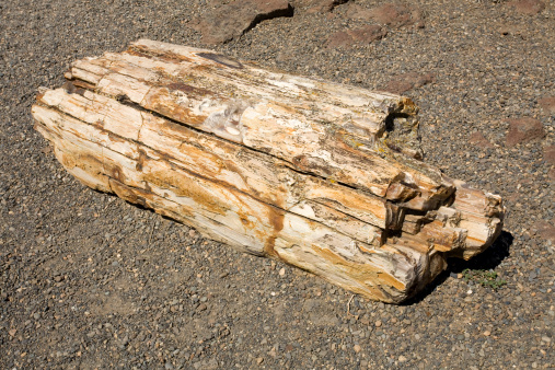 An example of petrified wood.  This piece was about 4 feet long and about a foot and a half wide.