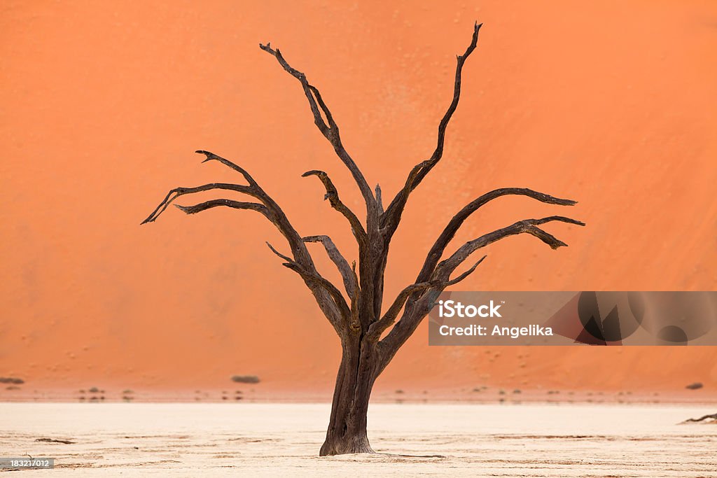 베어 나무, 데드 플라이, 나미비아 - 로열티 프리 0명 스톡 사진