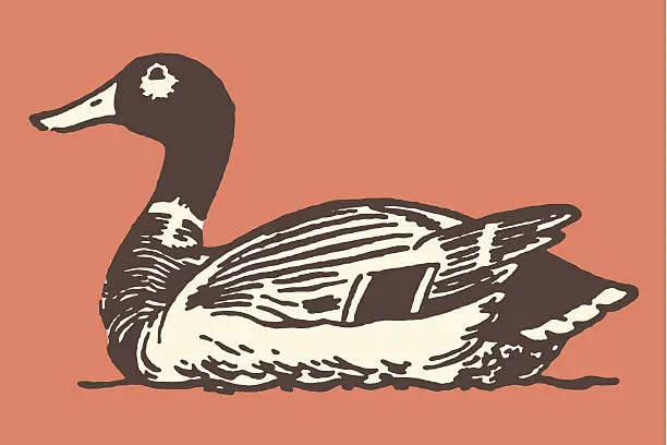 Vector illustration of Swimming Mallard Duck
