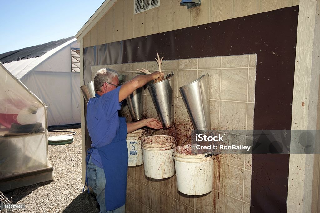 Sacrificio de pollo - Foto de stock de Gallina - Ave de corral libre de derechos