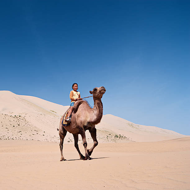istock Mongolian girl riding on the camel 183217293