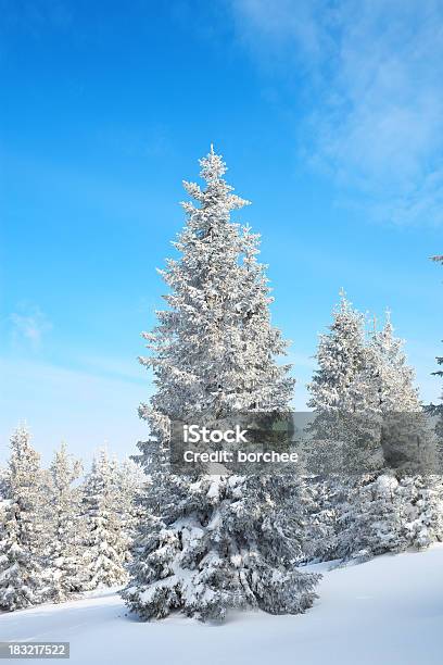 Árvore De Inverno - Fotografias de stock e mais imagens de Abeto - Abeto, Ao Ar Livre, Azul